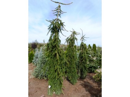 picea abies inversa5