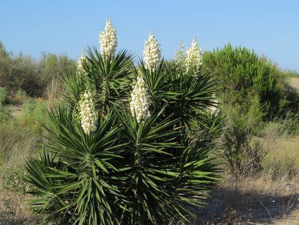 Yucca Aliofolia 1