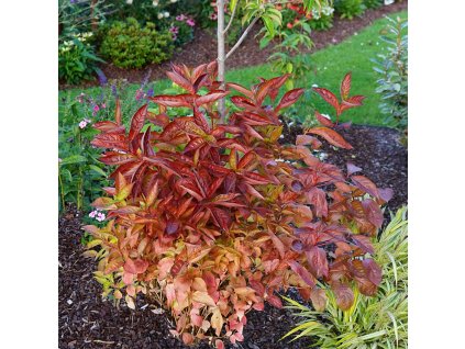 weigela florida wings of fire