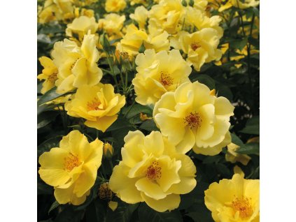 rosa lemon fizz 2119 18 carre