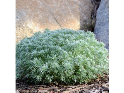 vaste tuin planten Artemisia schmidtiana Nana 4