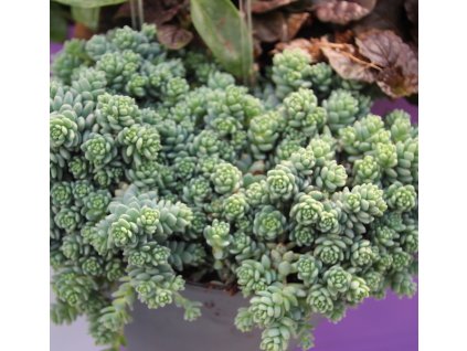 02 Jaldety Sedum Silver Roses