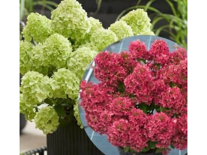 hydrangea paniculata petite cherry