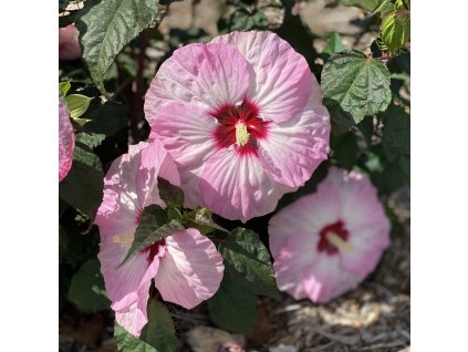 Hibiscus summerific spinderella rose mallow gc hibsd 01