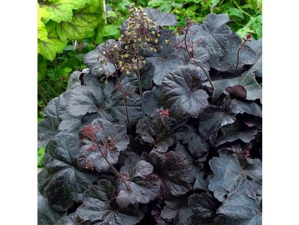 Heuchera 'Obsidian'
