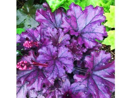 Heuchera Forever Purple 3 copy jpg webp