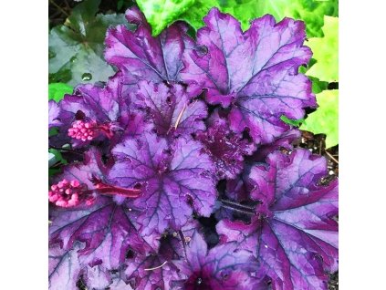 Heuchera Forever Purple 3 copy jpg webp