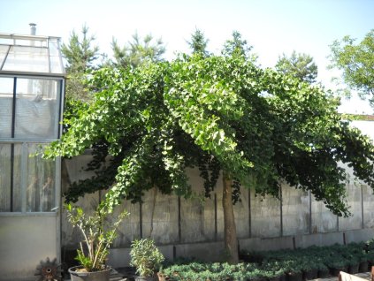 GINKGO BILOBA PENDULA extra big 2232 735