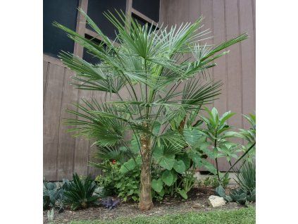 7795 trachycarpus fortunei winsan