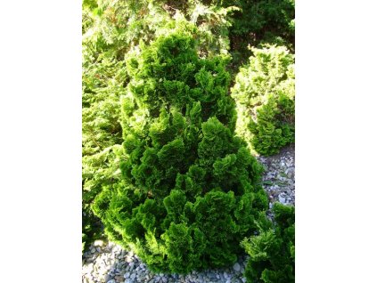 CHAMAECYPARIS obtusa Drath