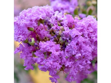 Myrta krepová -Lagerstroemia 'Powhatan'