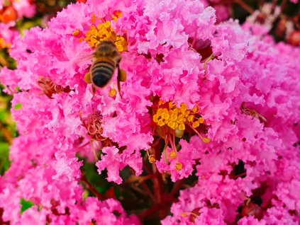 lagerstroemia eveline 3120 03
