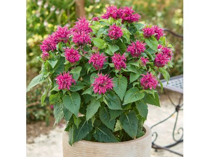 Monarda Purple Melua Violet 0015722 07773