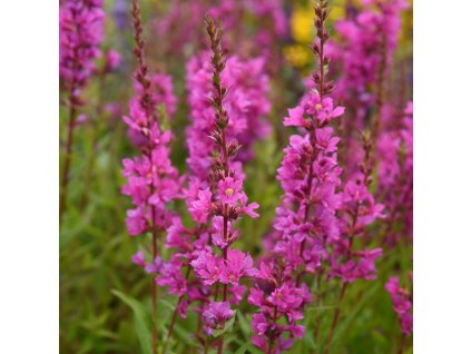 Lythrum salicaria Robin