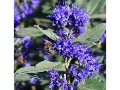 KEW BLUE3