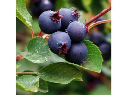 amelanchier smoky muchovnik2