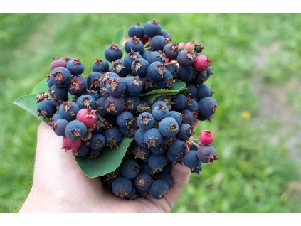 Handful of Freshly Harvested Saskatoons