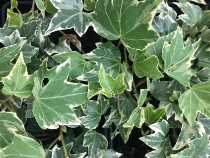 HEDERA HG rotated