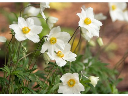 Anemone sylvestris ANESYL SHN 1 A