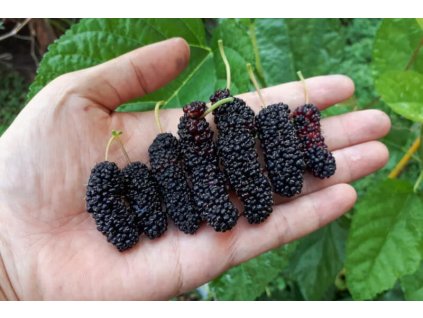schwarze lange maulbeeren 800x534
