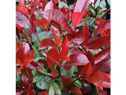 Photinia Red Robin Tree