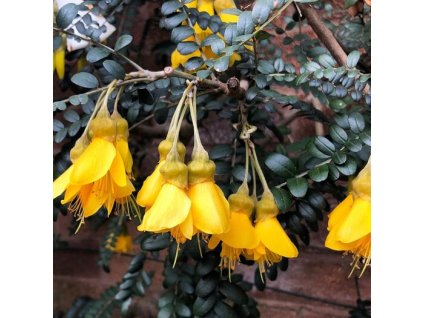 Sophora microphylla 'Sun King'-Sofora drobnolistá 'Sun King'