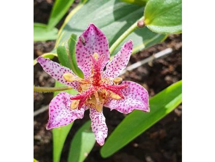 tricyrtis formosana autumn glow toad lily 500x546