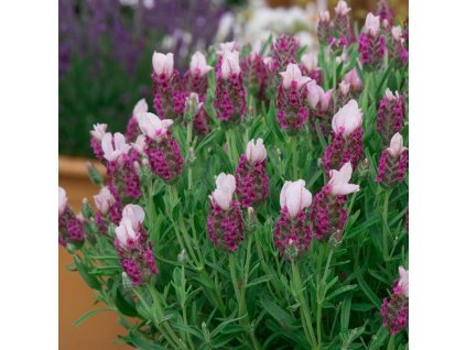 5170 2039 Lavender Bandera Pink 04 Ball Colegrave