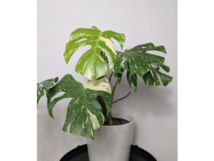 monstera thai constellation 1L