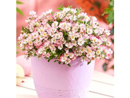 Ruža  'Cutie Pie' - Rosa ´Cutie Pie´- Extra