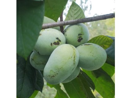beautiful+cluster+of+pawpaws