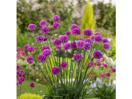 Armeria Ballerina Purple Rose
