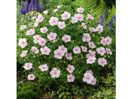 2bcaff1b 3aac 4318 9dca 40df3211392a