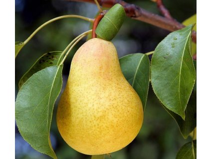 Hruska Williamsova zlta