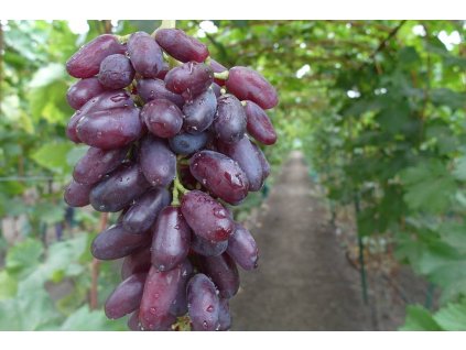 b459b9c2 7d78 5191 9b6e 804ee1a22277