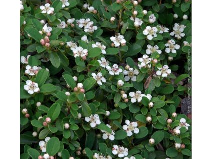 Cotoneaster dammeri´MOONCREEPER´ -Skalník dammerov ´MOONCREEPER´