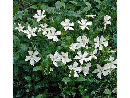 vinca minor alba small white periwinkle groundcover