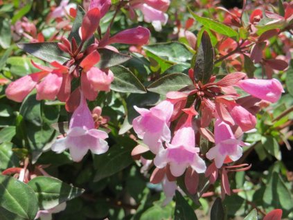 abelia grandiflora edward goucher