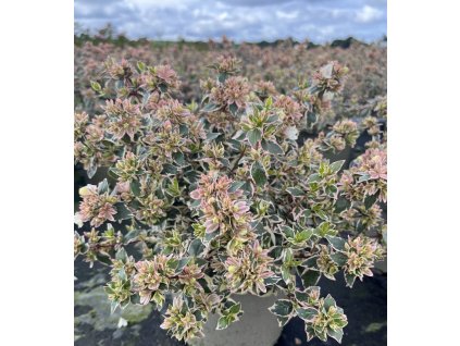 Abelia magic Daydream crop