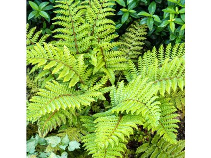 Polystichum 20polyblepharum 200