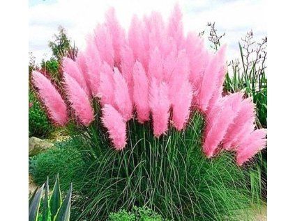 pampova trava ruzova2