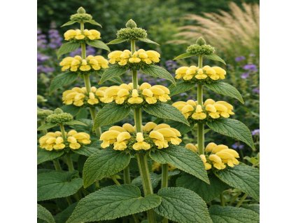 phlomis 1000x1000