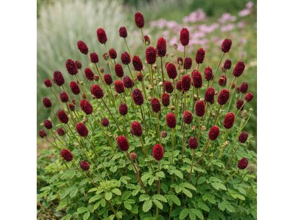 1e5b33f5 6ae9 487b bc42 2a83752e0eca