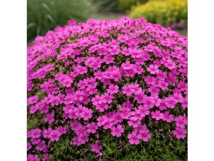 d0e4e6bf ee68 469d a1b8 345407bc8193