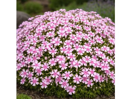 7c78258f 7a2c 4006 9c67 5c74be357bbb