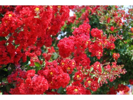 Lagerstroemia indica Dynamite 6.28.10 5 1024x1024@2x