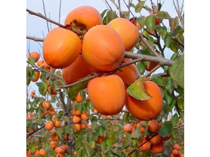 caqui rojo brillante