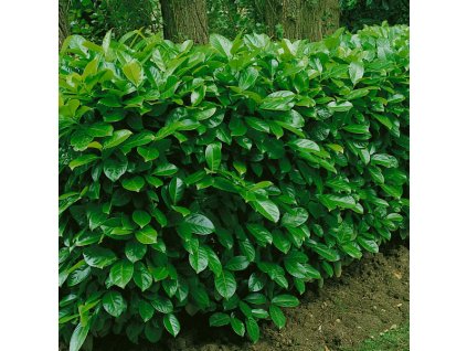 vavrinovec lekarsky rotundifolia 01