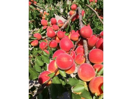 Marhuľa 'Cafona'-Prunus Armeniaca 'Cafona'