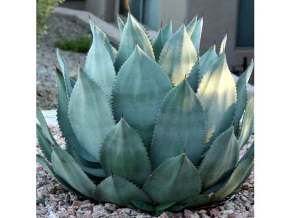 agave premium 1000x1000
